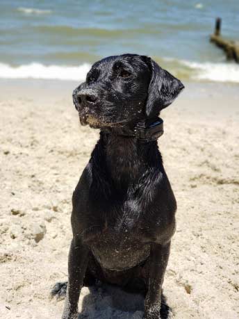 Dog on the beach