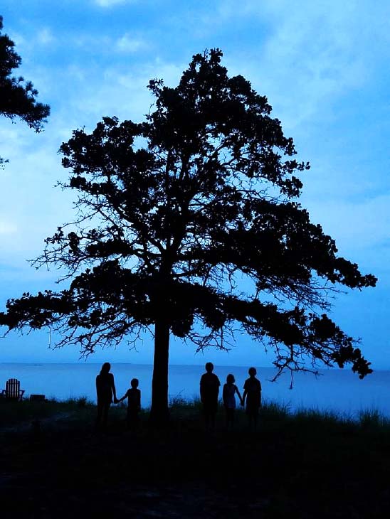 Tree at dusk
